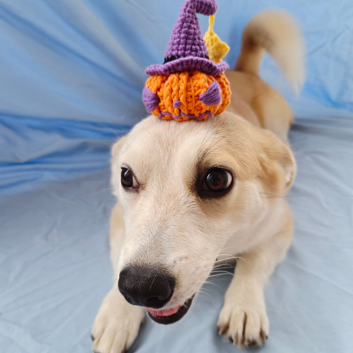Pet Collections